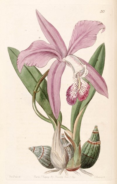 Laelia speciosa da Miss Drake
